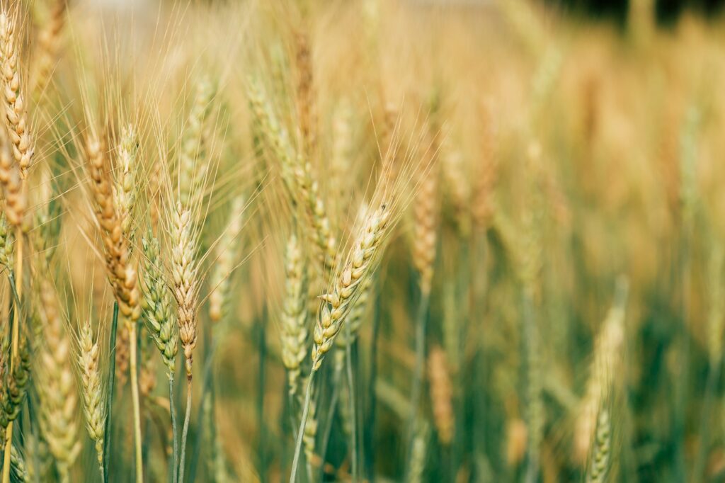 Barley Field in Sunset