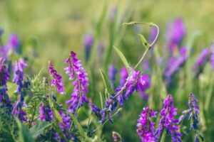Beautiful purple bird vetch flowers.