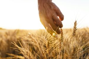 Cropped image of man examining harvest at cereal field