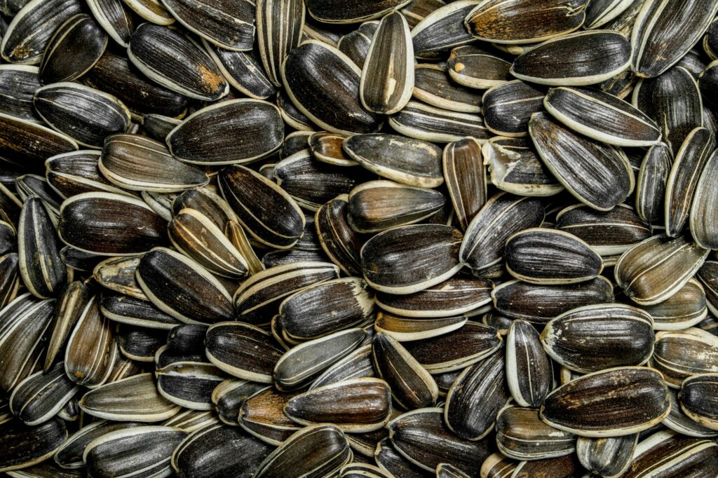 seeds girasoles - abonos y semillas