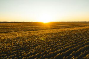 Sunflowers field at sunset. Tuscan countryside, Italy.
